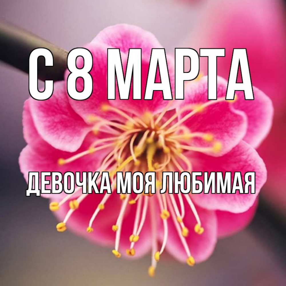 Открытка на каждый день с именем, Девочка-моя-любимая С 8 марта цветы Прикольная открытка с пожеланием онлайн скачать бесплатно 