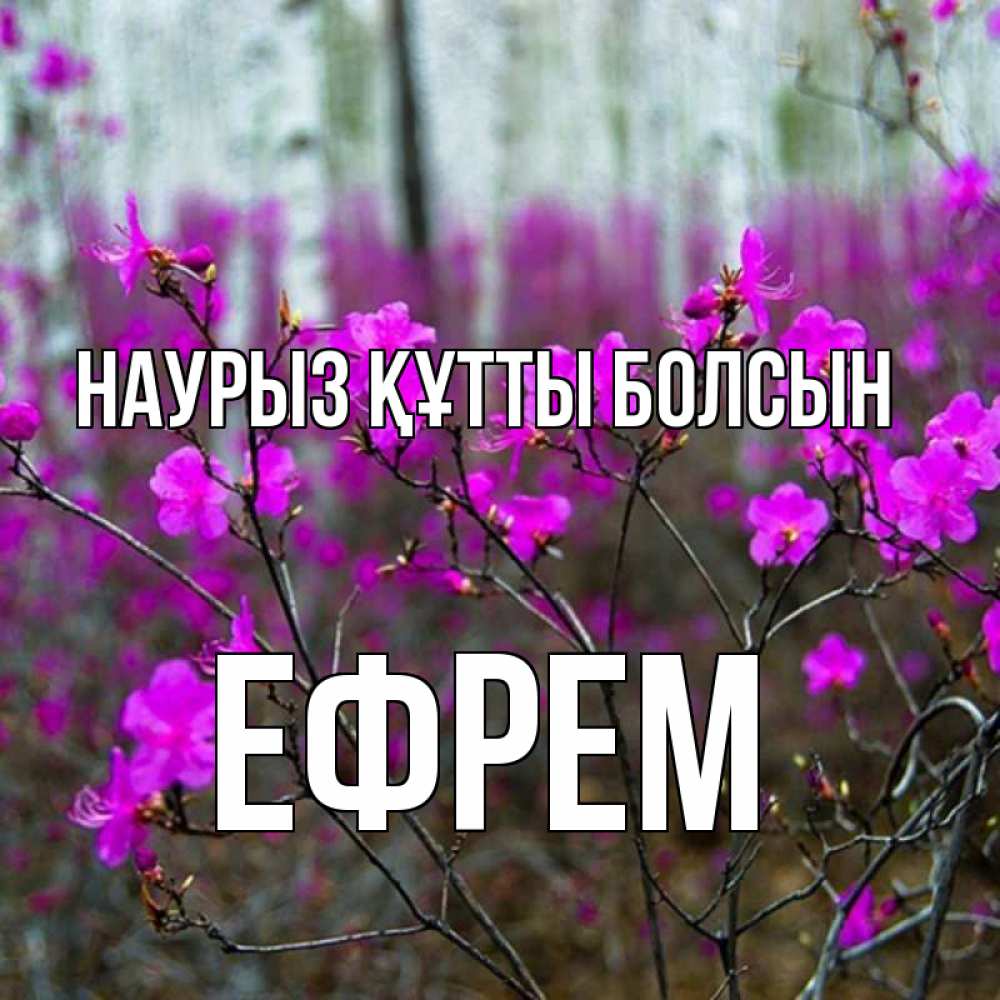 Открытка на каждый день с именем, Ефрем Наурыз құтты болсын дикие цветы Прикольная открытка с пожеланием онлайн скачать бесплатно 