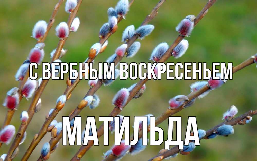 Открытка на каждый день с именем, Матильда С вербным воскресеньем верба Прикольная открытка с пожеланием онлайн скачать бесплатно 