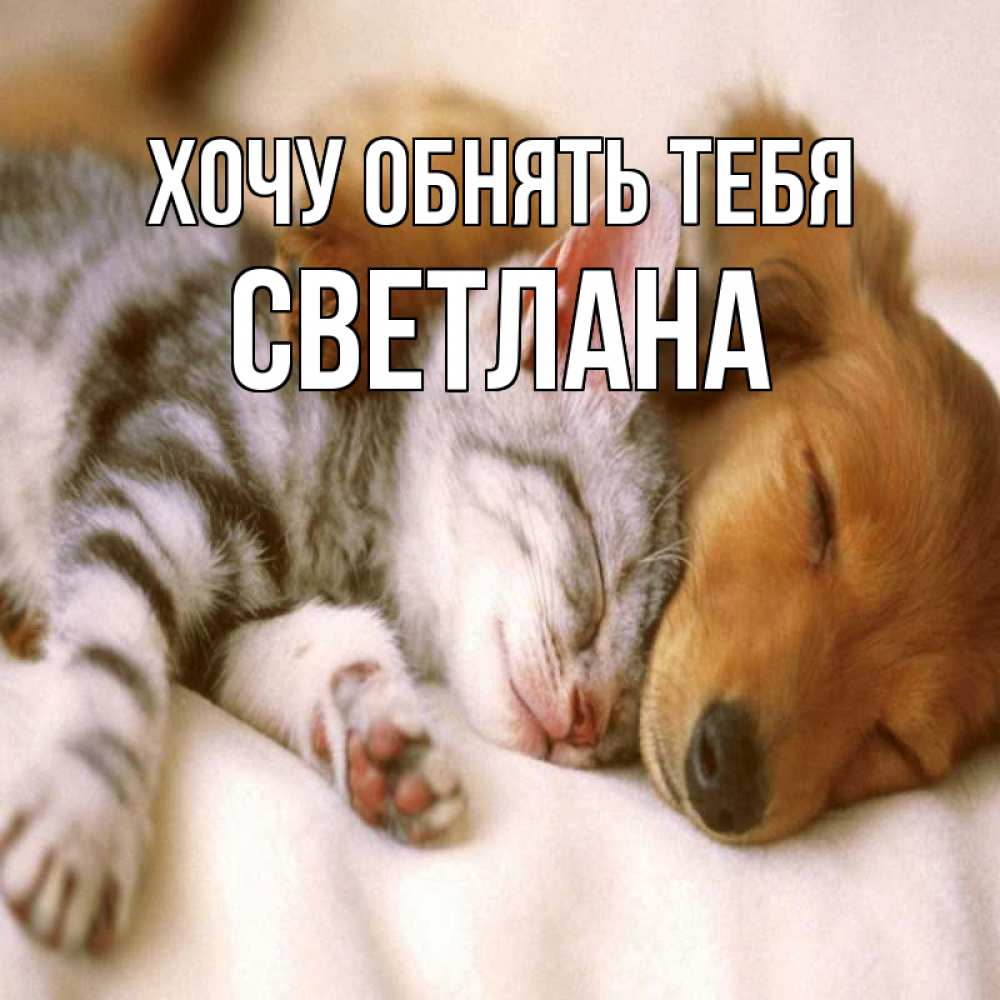 Открытка на каждый день с именем, Светлана Хочу обнять тебя пес и котенок Прикольная открытка с пожеланием онлайн скачать бесплатно 