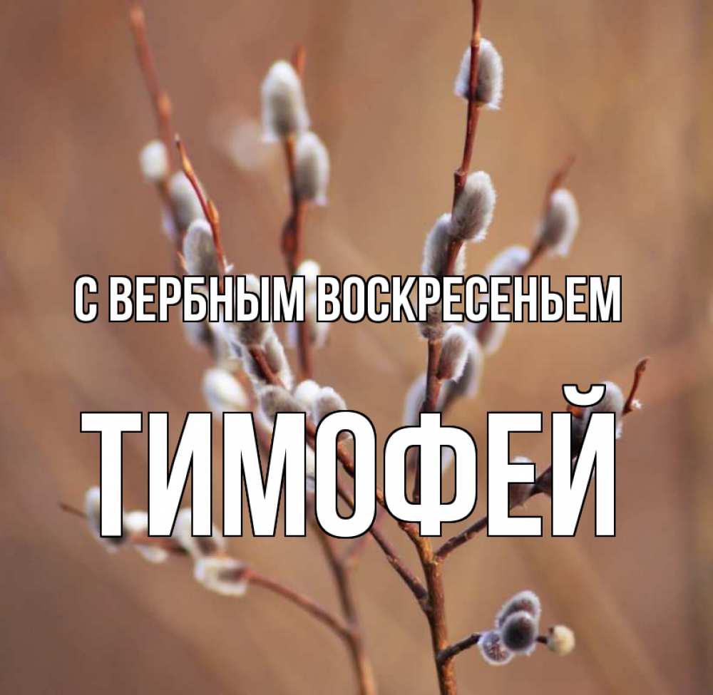Открытка на каждый день с именем, Тимофей С вербным воскресеньем верба Прикольная открытка с пожеланием онлайн скачать бесплатно 