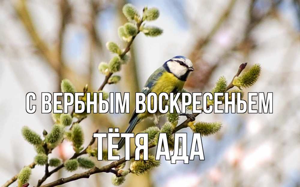 Открытка на каждый день с именем, Тётя-Ада С вербным воскресеньем верба Прикольная открытка с пожеланием онлайн скачать бесплатно 