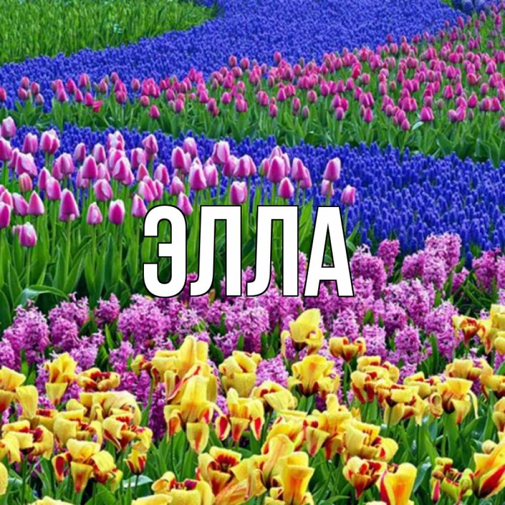 Открытка на каждый день с именем, Элла Главная цветы Прикольная открытка с пожеланием онлайн скачать бесплатно 