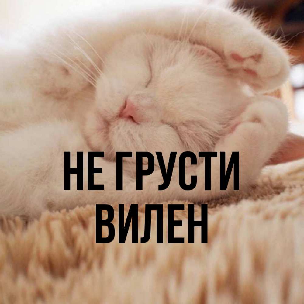 Открытка на каждый день с именем, Вилен Не грусти Котенок спит Прикольная открытка с пожеланием онлайн скачать бесплатно 