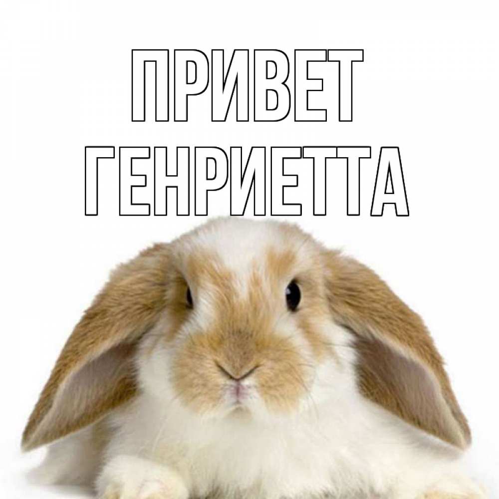 Открытка на каждый день с именем, Генриетта Привет с животными Прикольная открытка с пожеланием онлайн скачать бесплатно 