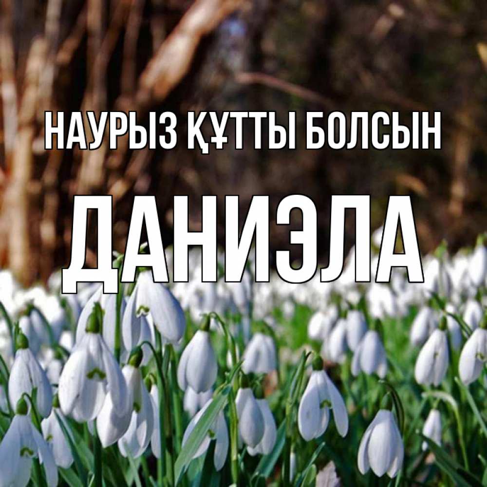 Открытка на каждый день с именем, Даниэла Наурыз құтты болсын с подснежниками 1 Прикольная открытка с пожеланием онлайн скачать бесплатно 