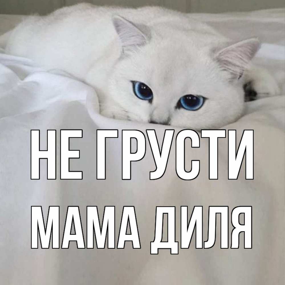 Открытка на каждый день с именем, Мама-Диля Не грусти белый кот с голубыми глазами на белоснежной кровати Прикольная открытка с пожеланием онлайн скачать бесплатно 