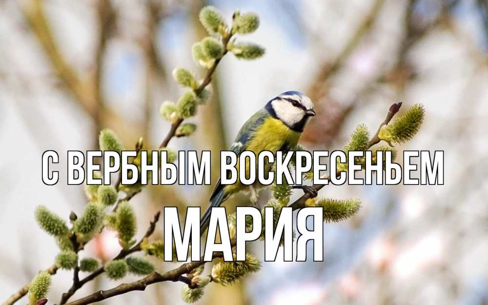 Открытка на каждый день с именем, Мария С вербным воскресеньем верба Прикольная открытка с пожеланием онлайн скачать бесплатно 