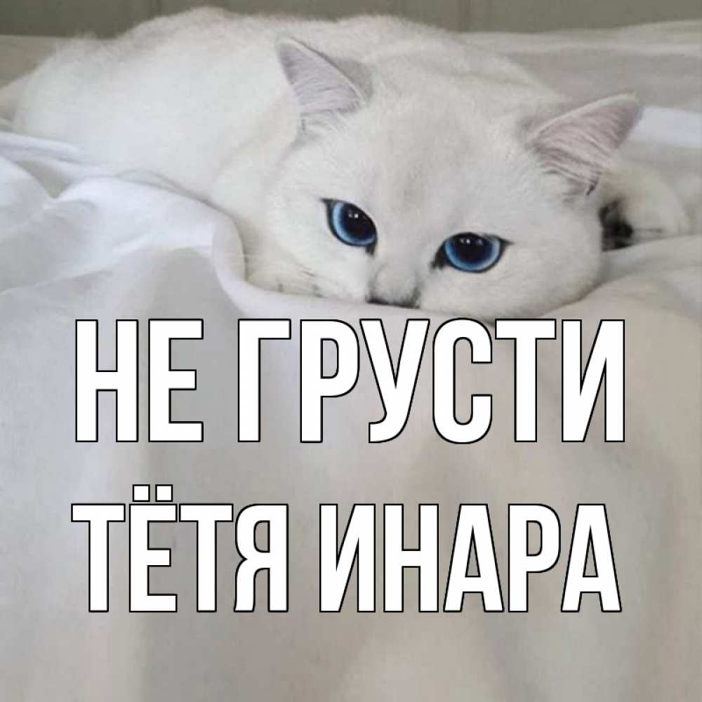 Открытка на каждый день с именем, Тётя-Инара Не грусти белый кот с голубыми глазами на белоснежной кровати Прикольная открытка с пожеланием онлайн скачать бесплатно 