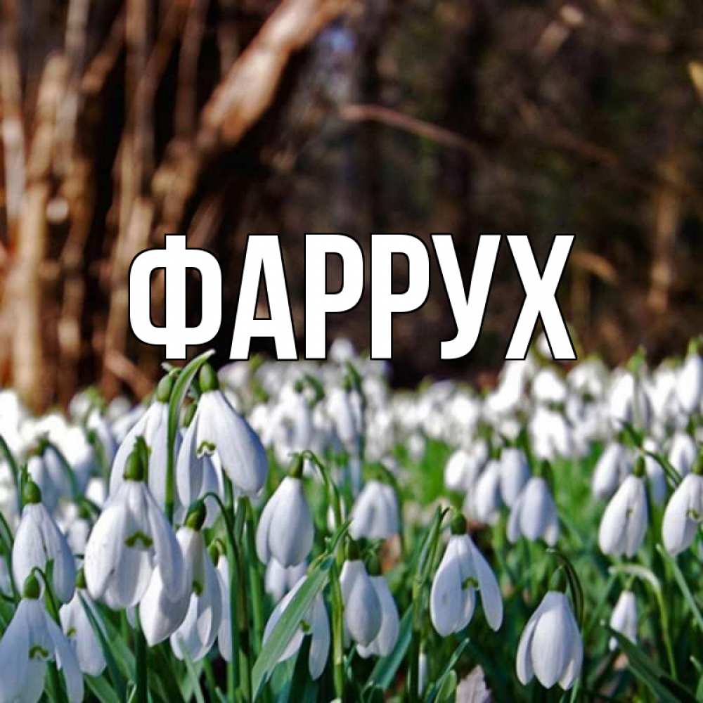 Открытка на каждый день с именем, Фаррух Главная с подснежниками 1 Прикольная открытка с пожеланием онлайн скачать бесплатно 