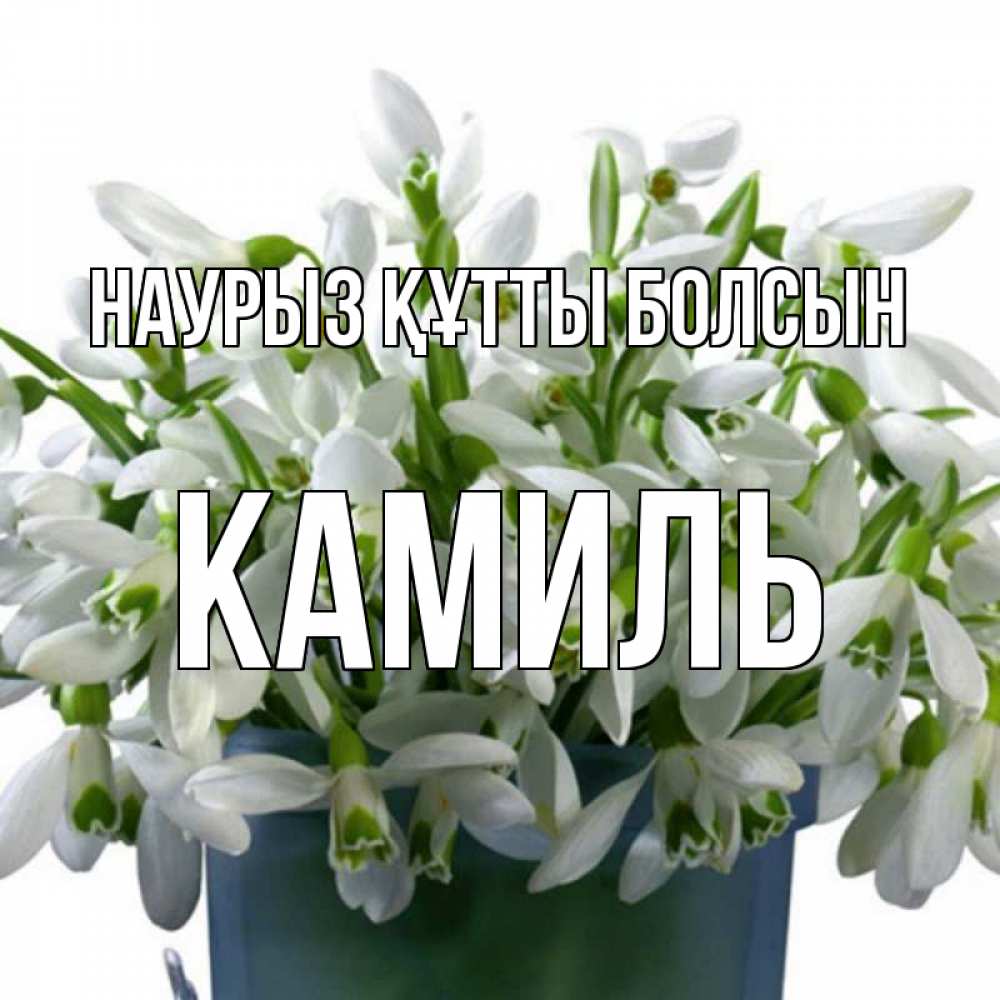 Открытка на каждый день с именем, Камиль Наурыз құтты болсын цветы к наурызу Прикольная открытка с пожеланием онлайн скачать бесплатно 