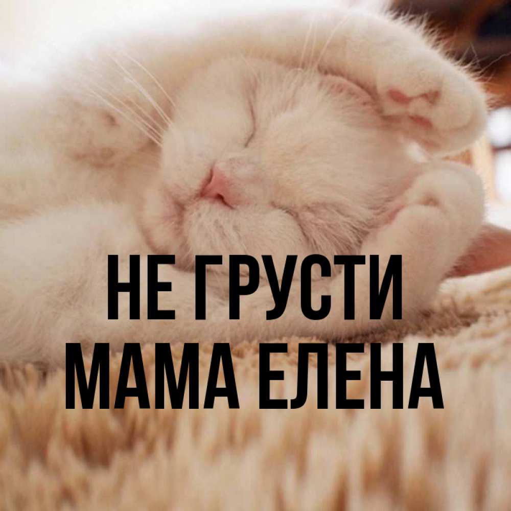 Открытка на каждый день с именем, Мама-Елена Не грусти Котенок спит Прикольная открытка с пожеланием онлайн скачать бесплатно 