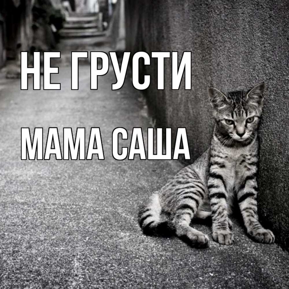 Открытка на каждый день с именем, Мама-Саша Не грусти скучающий котик Прикольная открытка с пожеланием онлайн скачать бесплатно 
