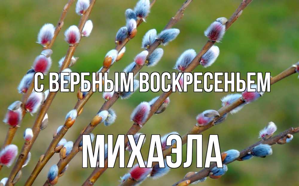 Открытка на каждый день с именем, Михаэла С вербным воскресеньем верба Прикольная открытка с пожеланием онлайн скачать бесплатно 