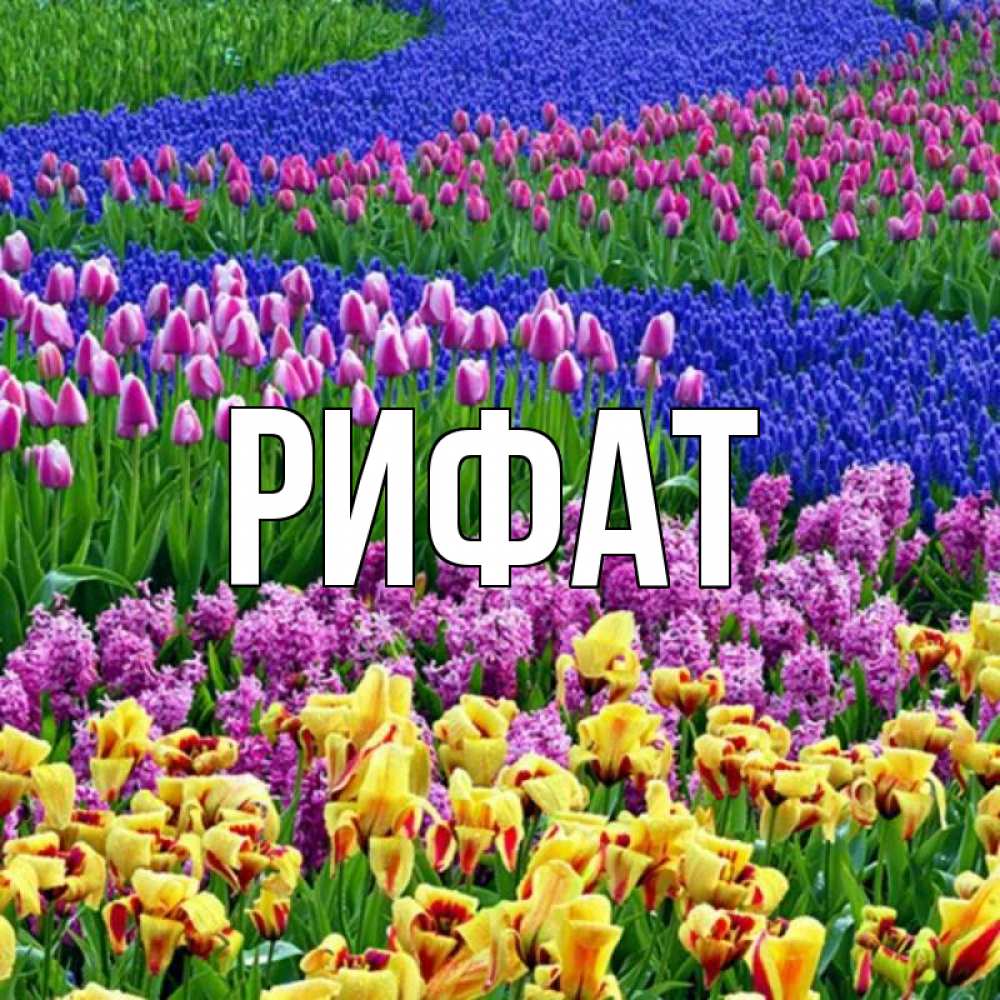 Открытка на каждый день с именем, Рифат Главная цветы Прикольная открытка с пожеланием онлайн скачать бесплатно 