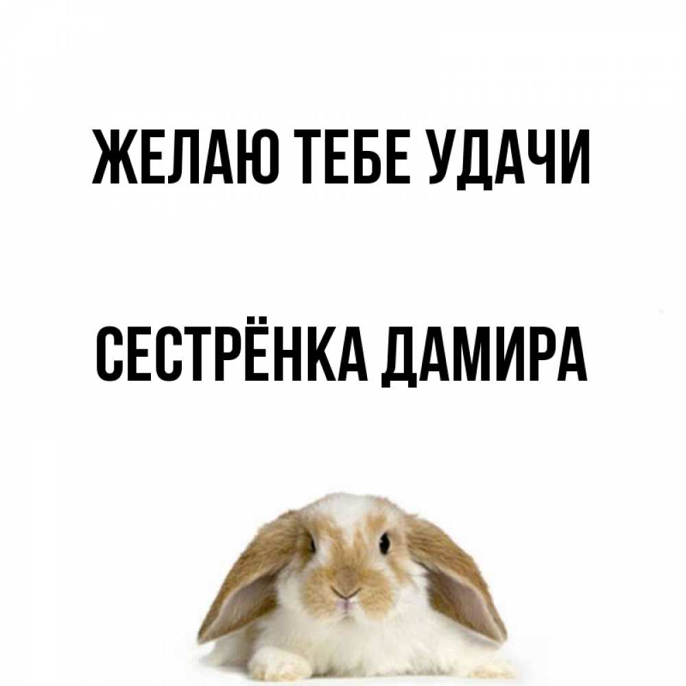 Открытка на каждый день с именем, Сестрёнка-Дамира Желаю тебе удачи открытки с произвольным текстом который можно вставить в открытку и создать ее самостоятельно бесплатно онлайн Прикольная открытка с пожеланием онлайн скачать бесплатно 