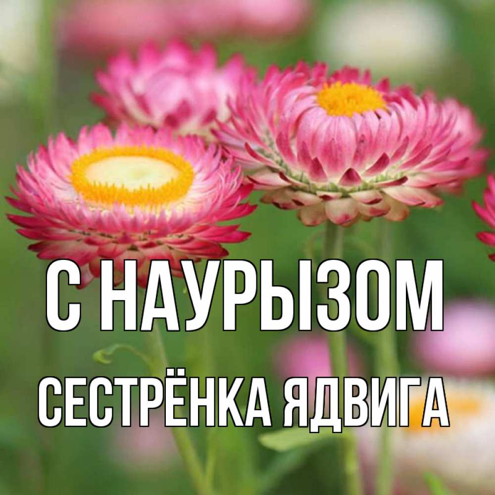 Открытка на каждый день с именем, Сестрёнка-Ядвига С наурызом подарок на международный женский день Прикольная открытка с пожеланием онлайн скачать бесплатно 