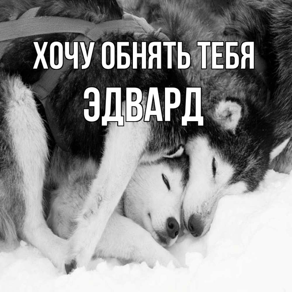 Открытка на каждый день с именем, Эдвард Хочу обнять тебя собачки в упряжке Прикольная открытка с пожеланием онлайн скачать бесплатно 