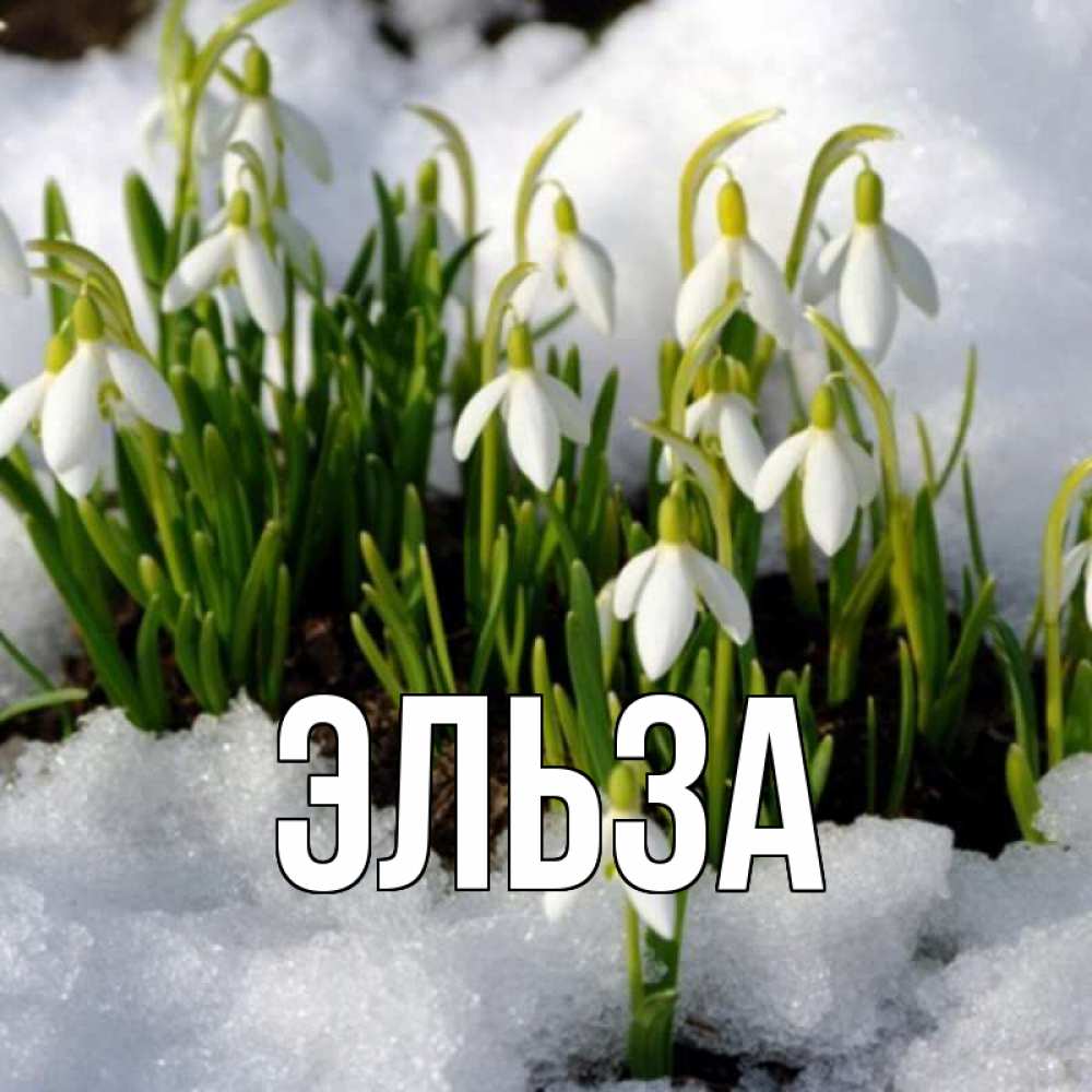 Открытка на каждый день с именем, Эльза Главная цветы весенние Прикольная открытка с пожеланием онлайн скачать бесплатно 