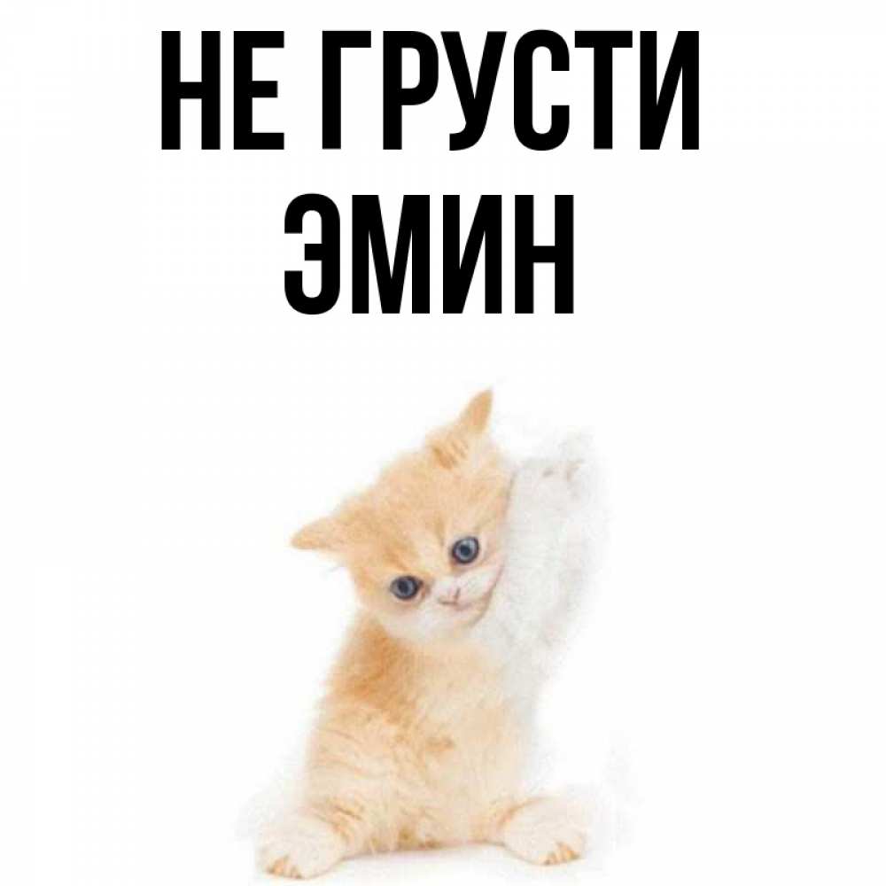Открытка на каждый день с именем, Эмин Не грусти просящий кот Прикольная открытка с пожеланием онлайн скачать бесплатно 