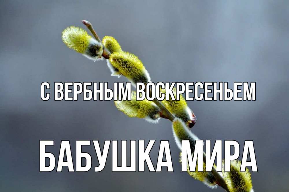 Открытка на каждый день с именем, Бабушка-Мира С вербным воскресеньем верба Прикольная открытка с пожеланием онлайн скачать бесплатно 