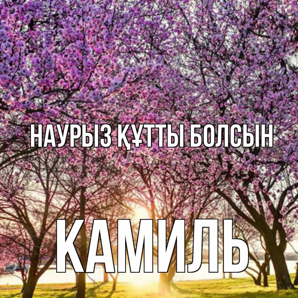 Открытка на каждый день с именем, Камиль Наурыз құтты болсын наурыз Прикольная открытка с пожеланием онлайн скачать бесплатно 