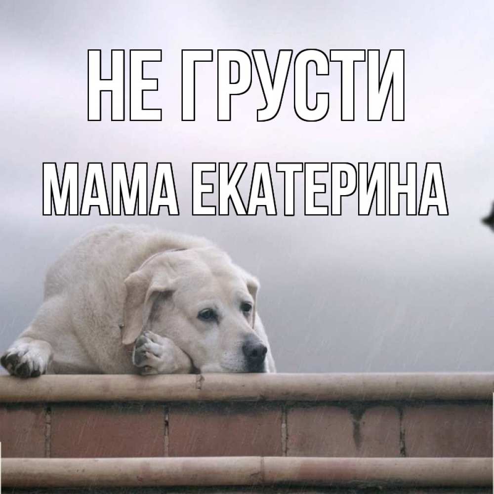 Открытка на каждый день с именем, Мама-Екатерина Не грусти белый пес 1 Прикольная открытка с пожеланием онлайн скачать бесплатно 