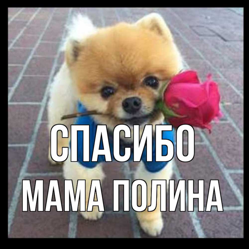 Открытка на каждый день с именем, Мама-Полина Спасибо спасибо и дарю тебе цветок Прикольная открытка с пожеланием онлайн скачать бесплатно 
