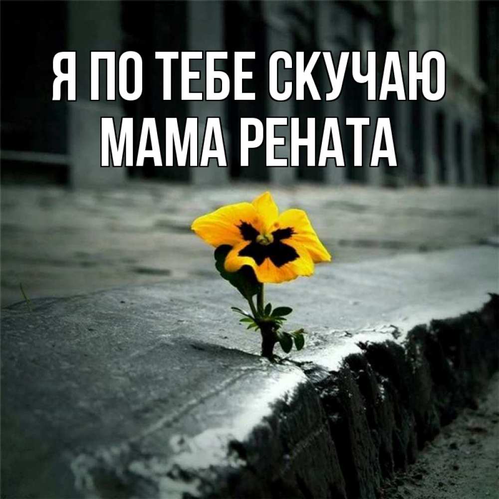 Открытка на каждый день с именем, Мама-Рената Я по тебе скучаю надеюсь будет лучше Прикольная открытка с пожеланием онлайн скачать бесплатно 
