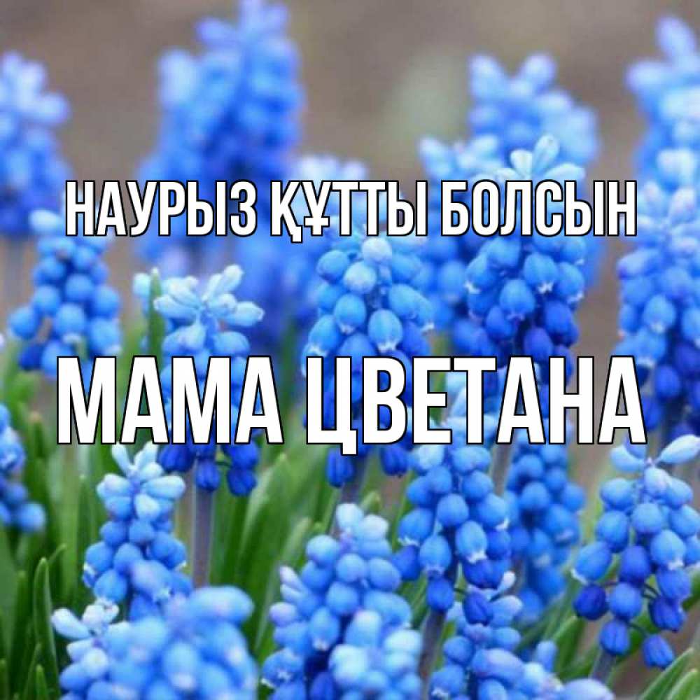 Открытка на каждый день с именем, Мама-Цветана Наурыз құтты болсын Поздравительная открытка для женщин с цветами на праздничную дату Прикольная открытка с пожеланием онлайн скачать бесплатно 