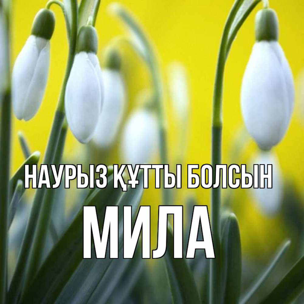 Открытка на каждый день с именем, Мила Наурыз құтты болсын весенние цветы Прикольная открытка с пожеланием онлайн скачать бесплатно 