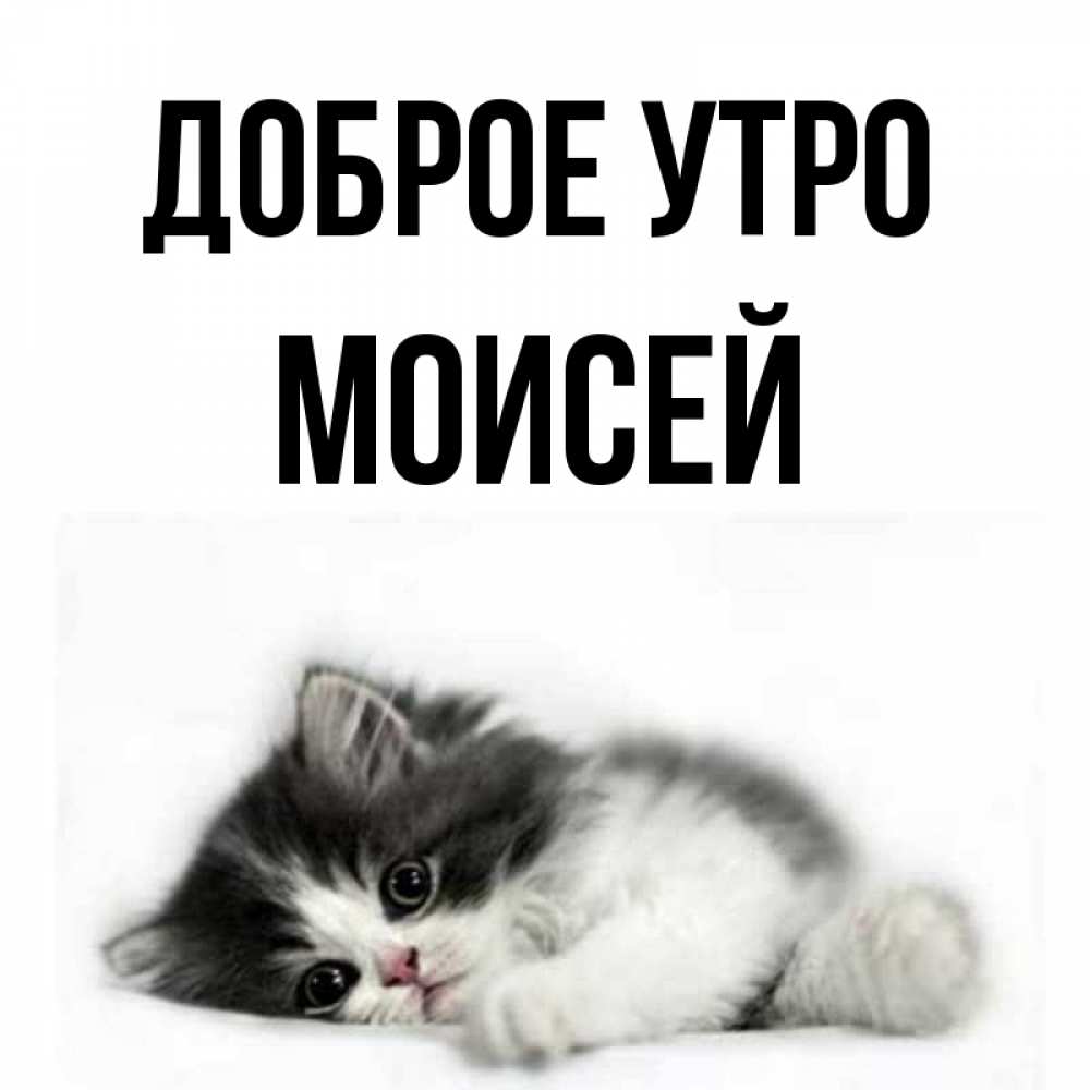 Открытка на каждый день с именем, Моисей Доброе утро кот лапки Прикольная открытка с пожеланием онлайн скачать бесплатно 
