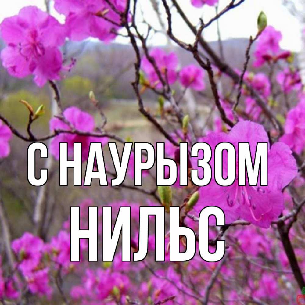 Открытка на каждый день с именем, Нильс С наурызом праздник весны наурыз Прикольная открытка с пожеланием онлайн скачать бесплатно 
