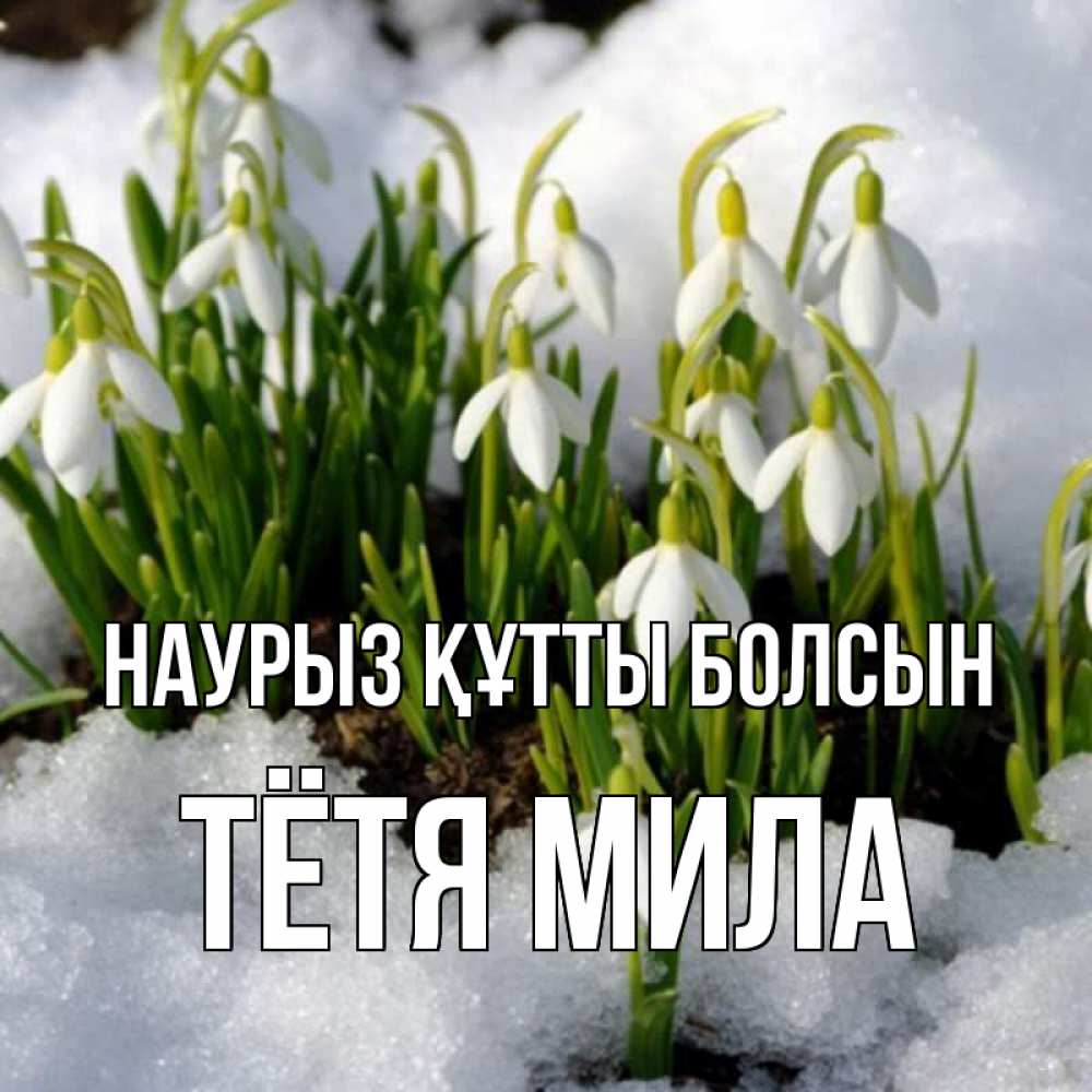 Открытка на каждый день с именем, Тётя-Мила Наурыз құтты болсын цветы весенние Прикольная открытка с пожеланием онлайн скачать бесплатно 