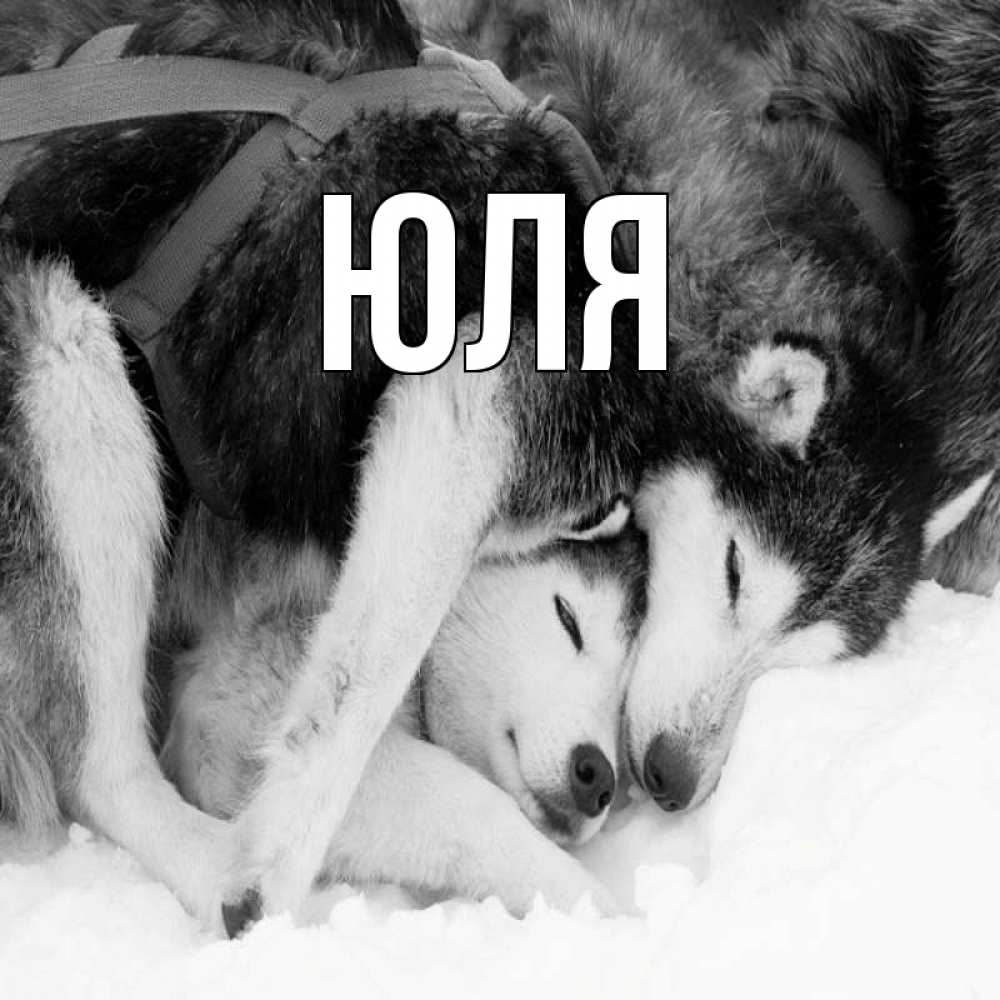 Открытка на каждый день с именем, Юля Главная собачки в упряжке Прикольная открытка с пожеланием онлайн скачать бесплатно 