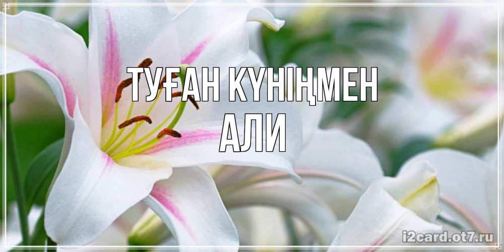 Открытка на каждый день с именем, Али Туған күніңмен открытка с белой лилией Прикольная открытка с пожеланием онлайн скачать бесплатно 