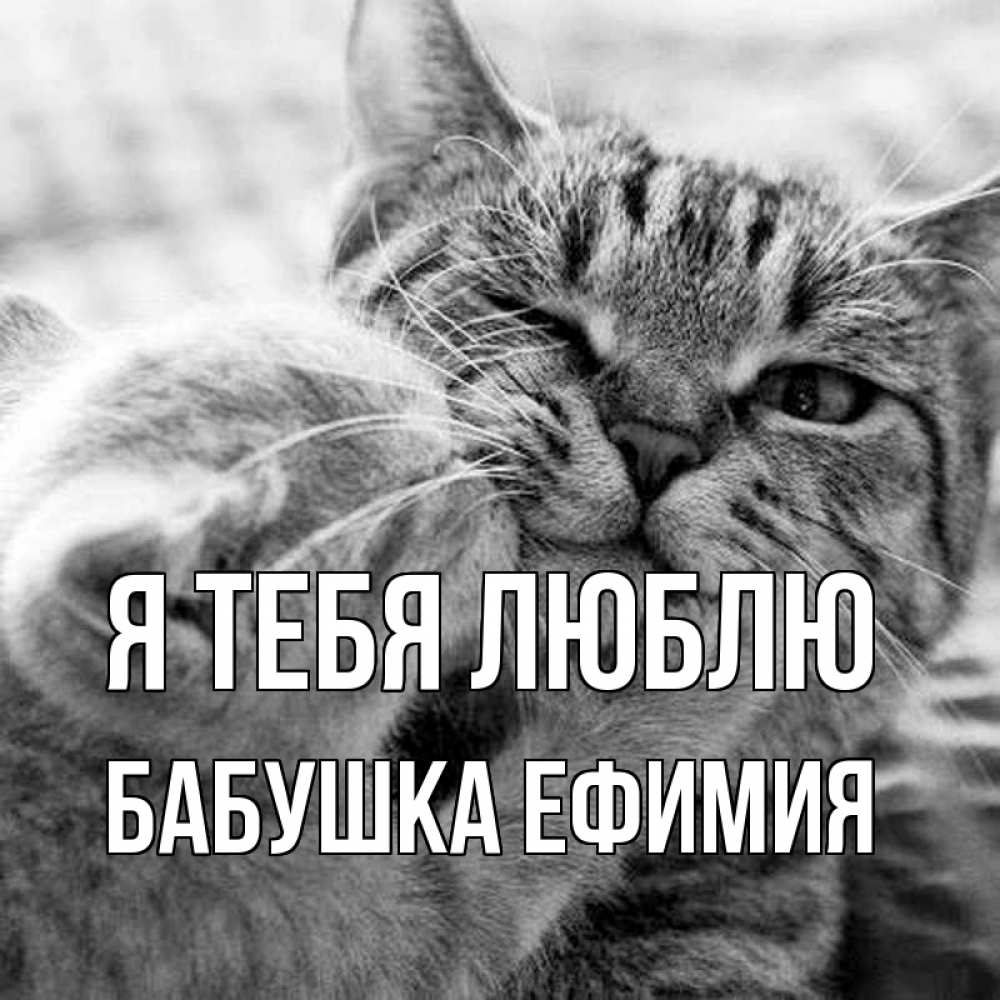 Открытка на каждый день с именем, Бабушка-Ефимия Я тебя люблю коты Прикольная открытка с пожеланием онлайн скачать бесплатно 