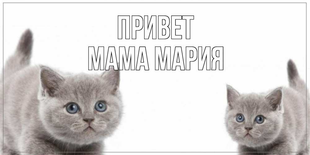 Открытка на каждый день с именем, Мама-Мария Привет коты Прикольная открытка с пожеланием онлайн скачать бесплатно 