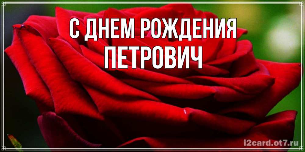 Открытка на каждый день с именем, Петрович С днем рождения розочка очень красивая Прикольная открытка с пожеланием онлайн скачать бесплатно 