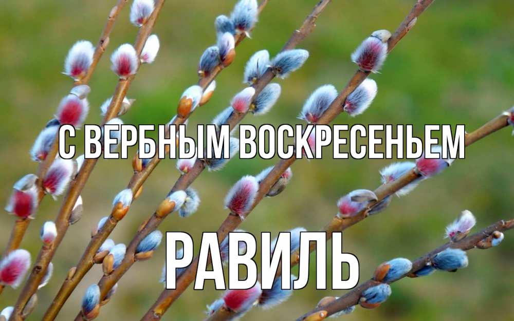 Открытка на каждый день с именем, Равиль С вербным воскресеньем верба Прикольная открытка с пожеланием онлайн скачать бесплатно 