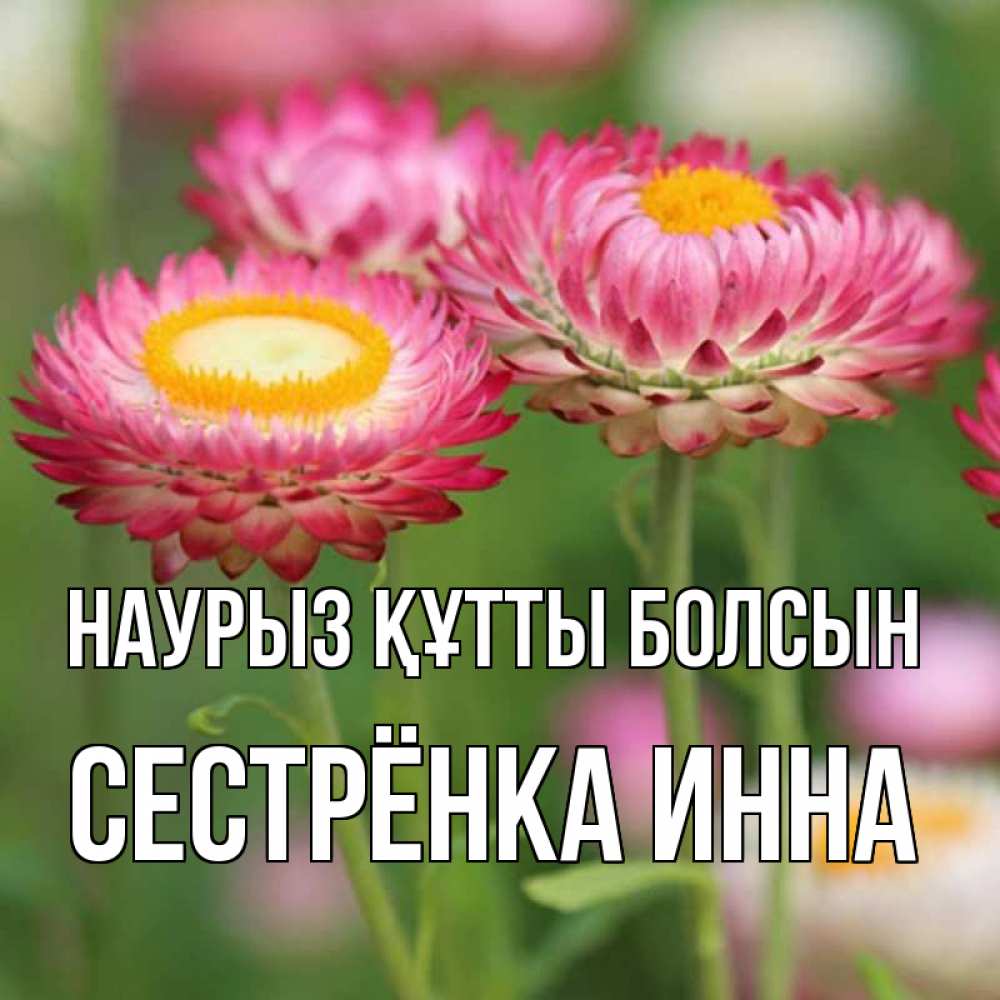 Открытка на каждый день с именем, Сестрёнка-Инна Наурыз құтты болсын подарок на международный женский день Прикольная открытка с пожеланием онлайн скачать бесплатно 