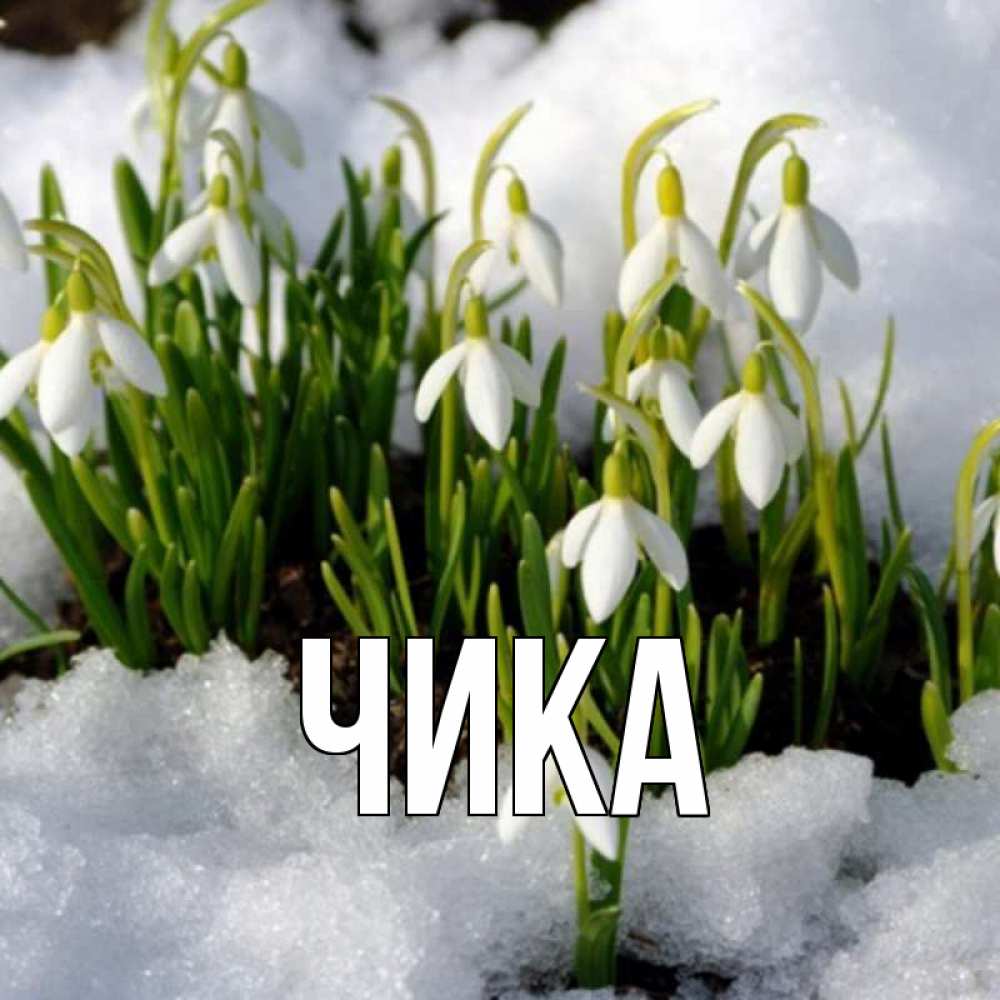 Открытка на каждый день с именем, Чика Главная цветы весенние Прикольная открытка с пожеланием онлайн скачать бесплатно 