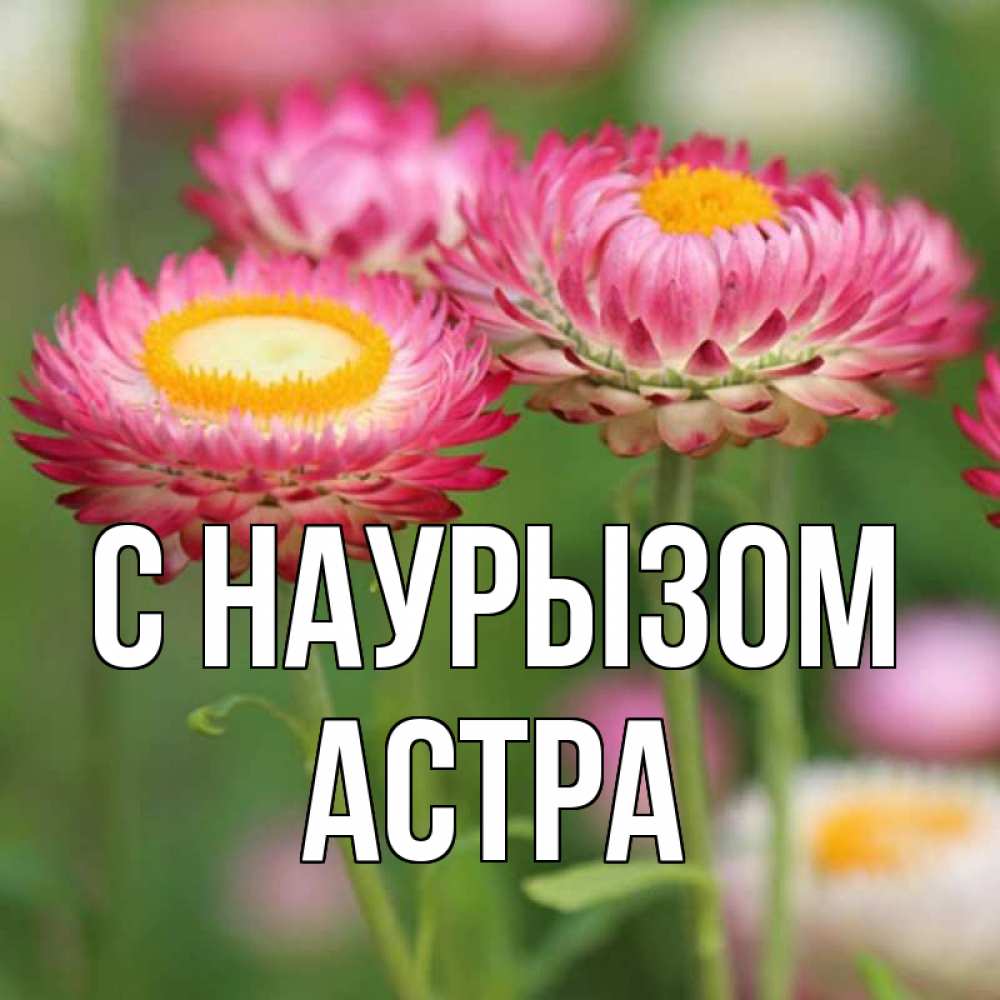 Открытка на каждый день с именем, Астра С наурызом подарок на международный женский день Прикольная открытка с пожеланием онлайн скачать бесплатно 
