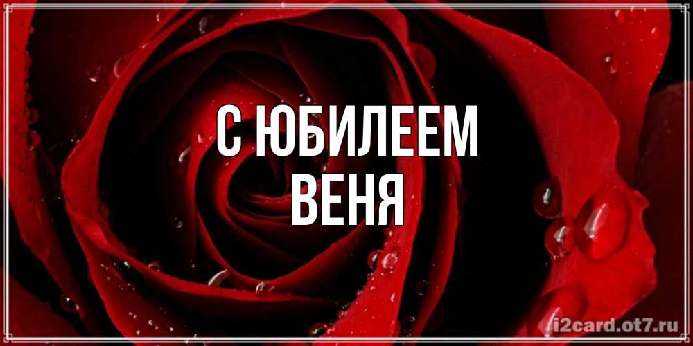 Открытка на каждый день с именем, Веня С юбилеем крупная бордовая роза Прикольная открытка с пожеланием онлайн скачать бесплатно 