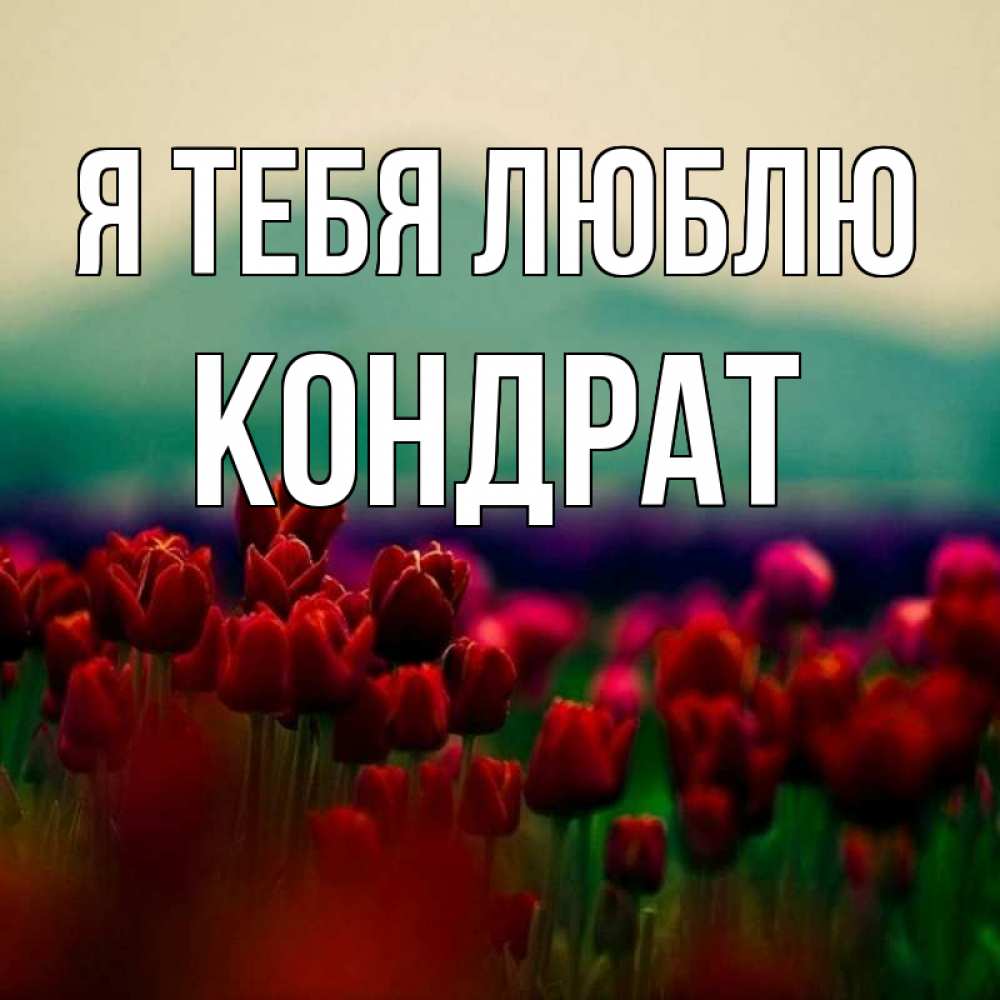 Открытка на каждый день с именем, Кондрат Я тебя люблю тюльпаны 4 Прикольная открытка с пожеланием онлайн скачать бесплатно 