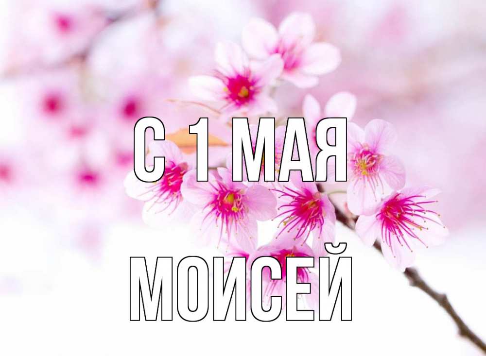Открытка на каждый день с именем, Моисей С 1 мая С 1 мая 2 Прикольная открытка с пожеланием онлайн скачать бесплатно 