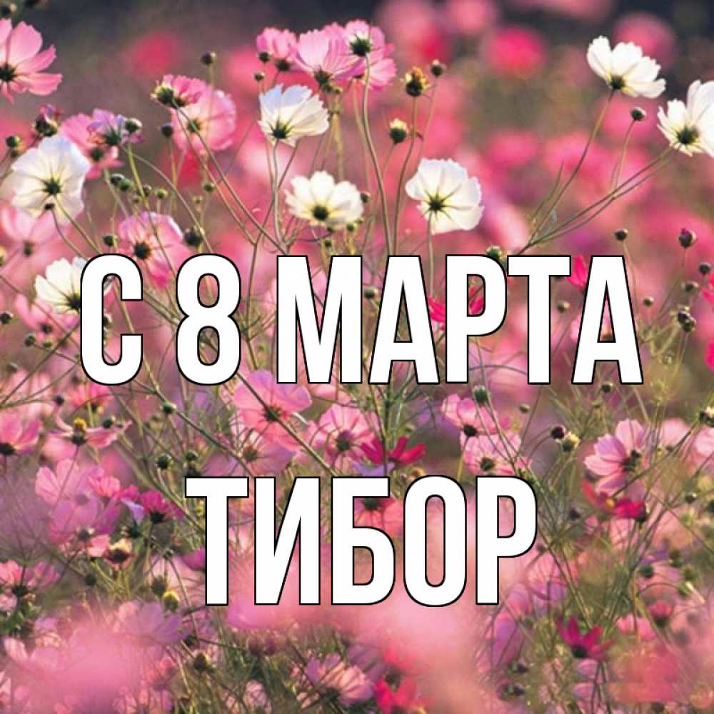 Открытка на каждый день с именем, Тибор С 8 МАРТА красиво 1 Прикольная открытка с пожеланием онлайн скачать бесплатно 