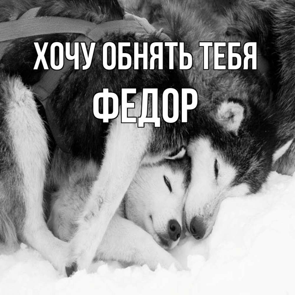 Открытка на каждый день с именем, Федор Хочу обнять тебя собачки в упряжке Прикольная открытка с пожеланием онлайн скачать бесплатно 