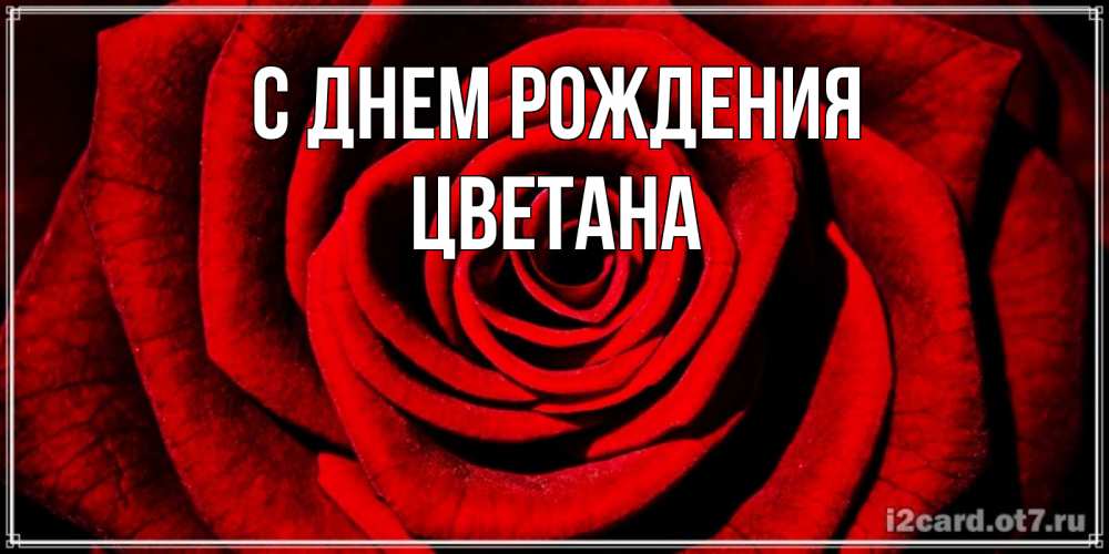 Открытка на каждый день с именем, Цветана С днем рождения алая роза Прикольная открытка с пожеланием онлайн скачать бесплатно 