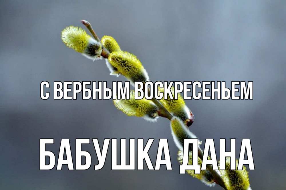 Открытка на каждый день с именем, Бабушка-Дана С вербным воскресеньем верба Прикольная открытка с пожеланием онлайн скачать бесплатно 